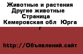 Животные и растения Другие животные - Страница 2 . Кемеровская обл.,Юрга г.